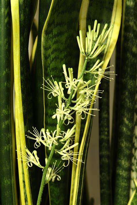 Sansevieria trifasciata – Wikipedia